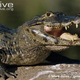 Illustration for article titled Sunday Crocodilian - Caiman latirostris Edition